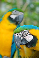 29 Blue and yellow macaw parrots