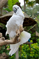 31 White cockatoo parrot