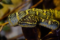 17 Speckled pit viper