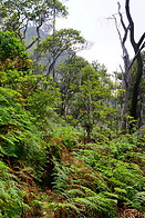 08 Vegetation around Kawah Putih
