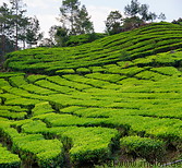 16 Rancabali tea plantation