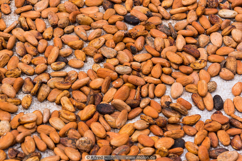 15 Cocoa beans drying in the sun