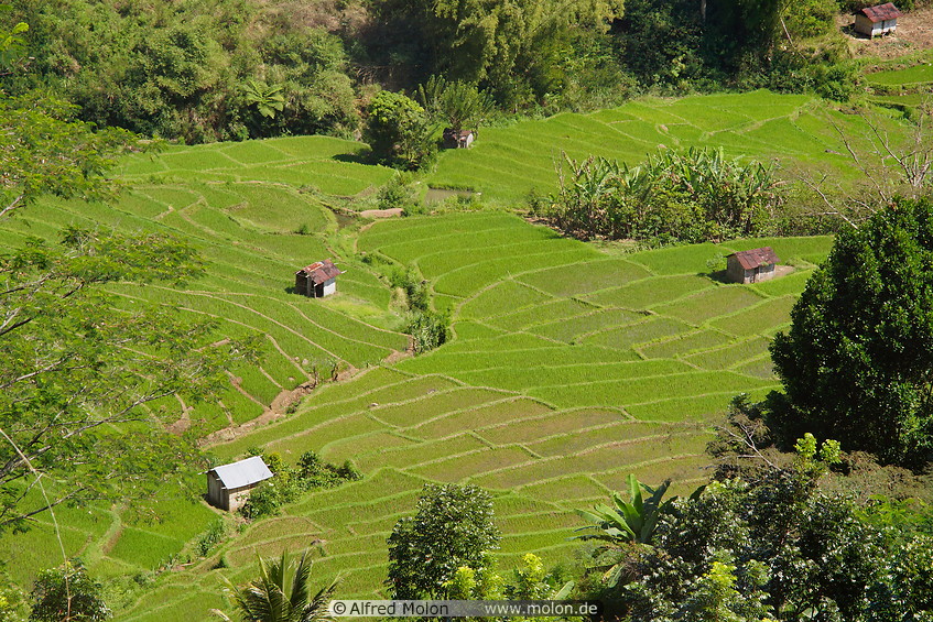 23 Terraced rice paddies