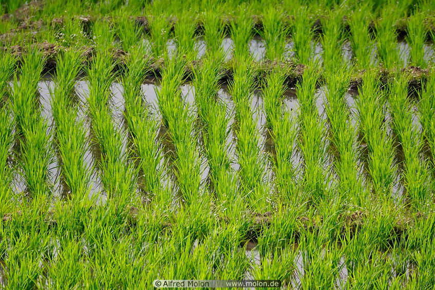 39 Rice paddy