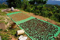 01 Cloves drying in the sun