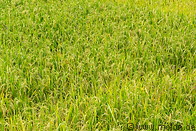 06 Rice plants
