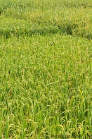 07 Rice plants