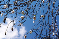 09 Kapok tree fruits