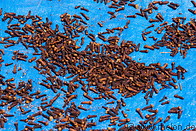 16 Cloves drying in the sun