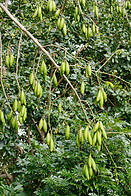 33 Kapok tree fruits