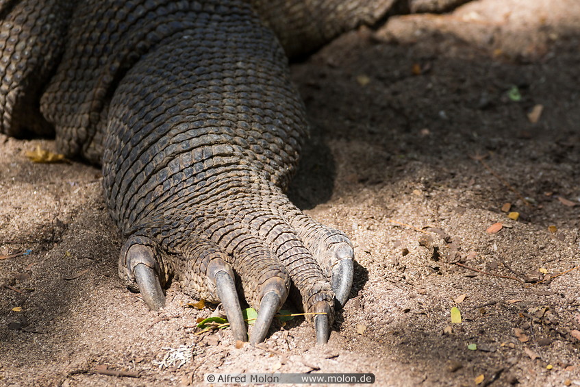 18 Komodo dragon foot and claws