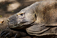 16 Komodo dragon head