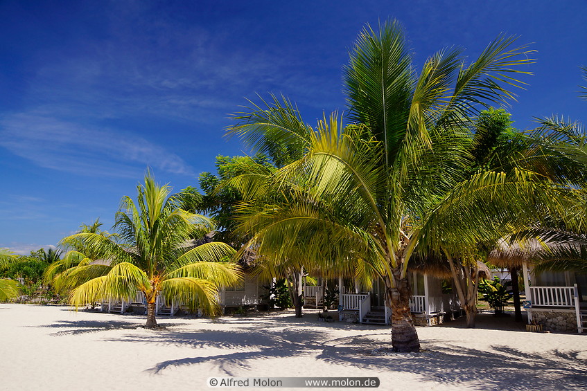 14 Coconut palms