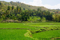 21 Rice fields