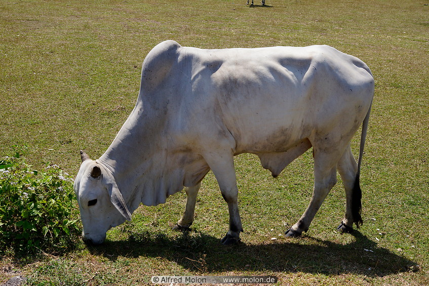 05 White cow