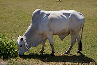 05 White cow