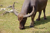 10 Water buffalo grazing