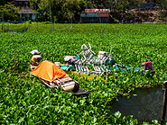 29 Water hyacinth in Lake Tondano
