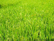 15 Rice plants