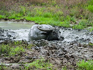 19 Water buffalo mud bath
