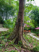 09 Kambira baby graves in tree