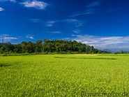 07 Rice paddies