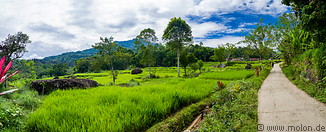 09 Rice fields