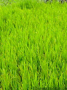 12 Rice plants