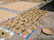 24 Rice drying in the sun