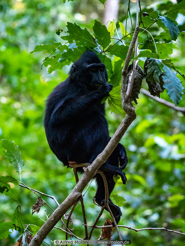 10 Celebes crested macaque