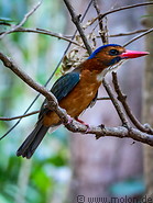 06 Kingfisher bird