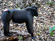 08 Celebes crested macaque