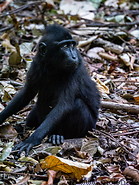 09 Celebes crested macaque
