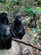 14 Celebes crested macaques