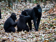 20 Celebes crested macaques