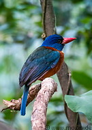 25 Kingfisher bird