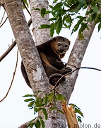 26 Bear cuscus