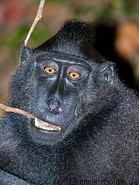 19 Celebes crested macaque