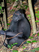 21 Celebes crested macaque