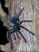 27 Selenocosmia tarantula spider