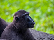 34 Celebes crested macaque