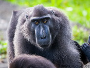 35 Celebes crested macaque