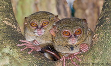 60 Couple of spectral tarsiers