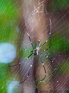 67 Nephila pilipes spider