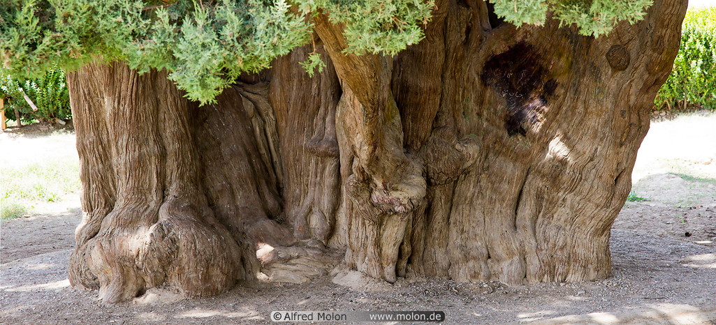 11 4000 years old cypress tree