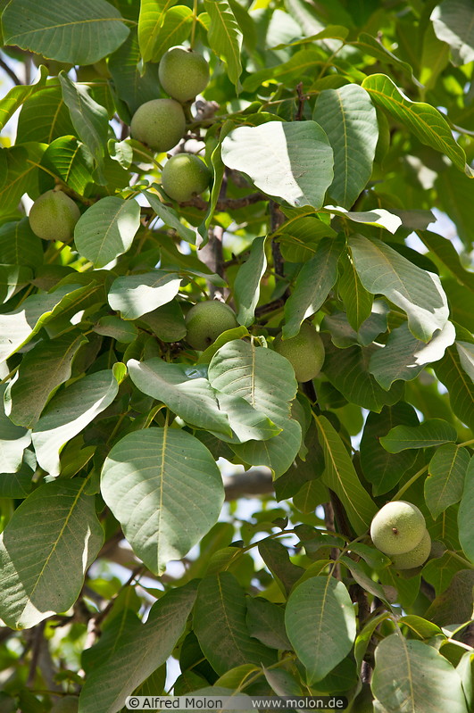 07 Walnut tree