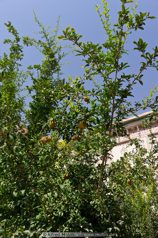 09 Pomegranate tree