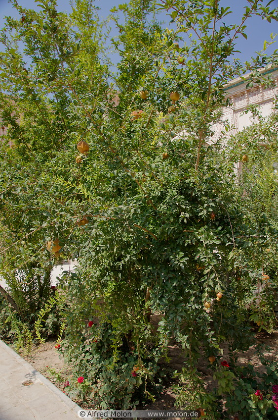 10 Pomegranate tree