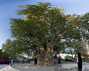 Big tree in Harireh