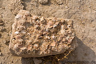 02 Sandstone with sea shells